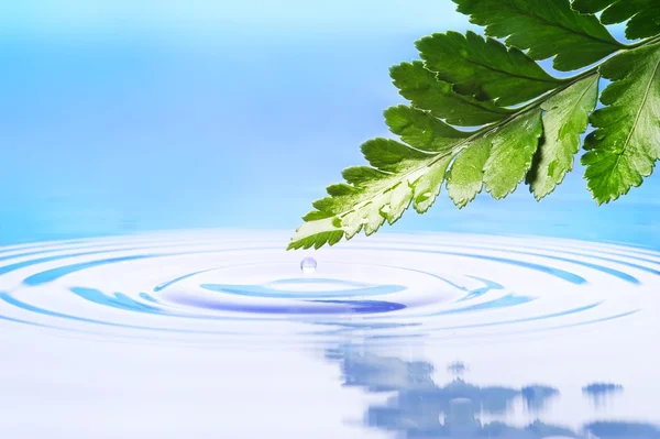 Hoja verde fresca reflejada en agua renderizada — Foto de Stock