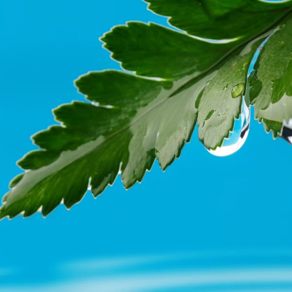 Kapky vody na čerstvý zelený list — Stock fotografie