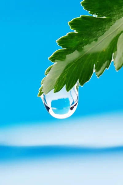 Kapka vody na čerstvý zelený list — Stock fotografie