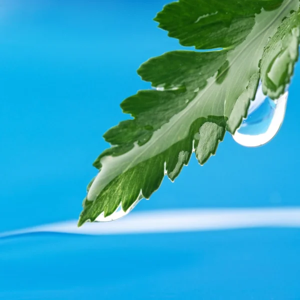 Feuille verte fraîche reflétée dans l'eau fondue — Photo