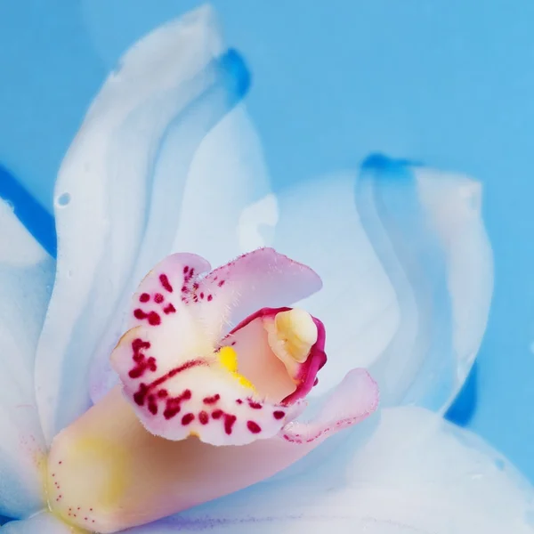 Close-up de uma flor de orquídea em água fundida — Fotografia de Stock