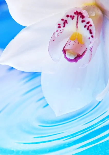 Bela flor de orquídea refletida na água renderizada — Fotografia de Stock