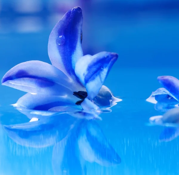 Krásná květina ve vodě — Stock fotografie