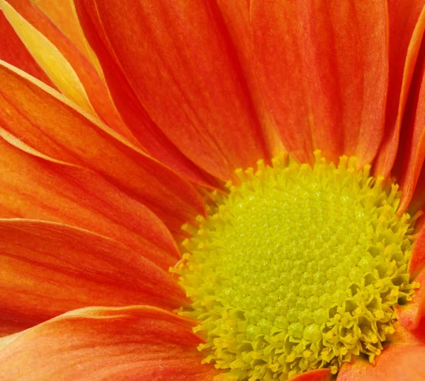 Beautiful orange flower — Stock Photo, Image