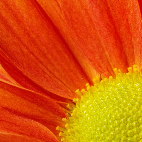 Close-up de uma flor de laranja — Fotografia de Stock