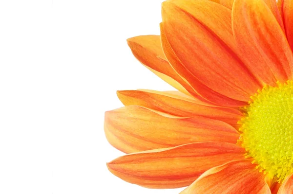 美丽的橙花，白色背景隔离 — 图库照片