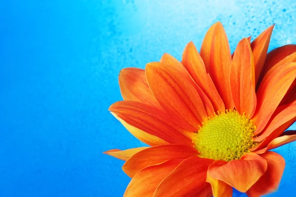 아름 다운 주황색 꽃 물 — 스톡 사진