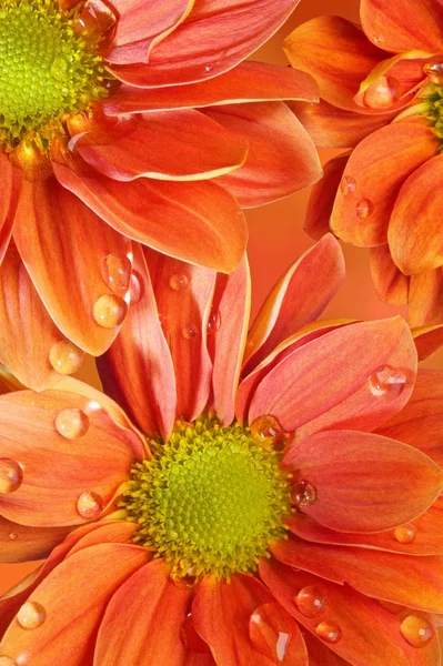 El primer plano de las flores naranjas —  Fotos de Stock