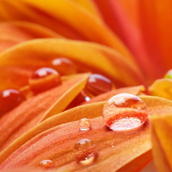 그 위에 물방울이 떨어지는 주황 꽃잎 — 스톡 사진