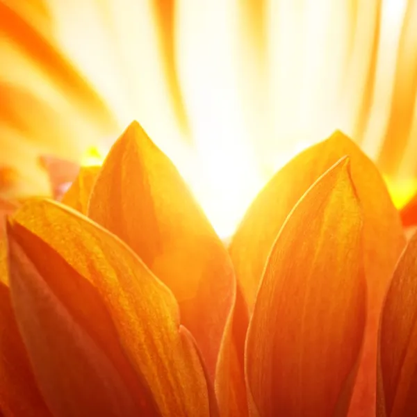Hermosos pétalos de una flor naranja — Foto de Stock