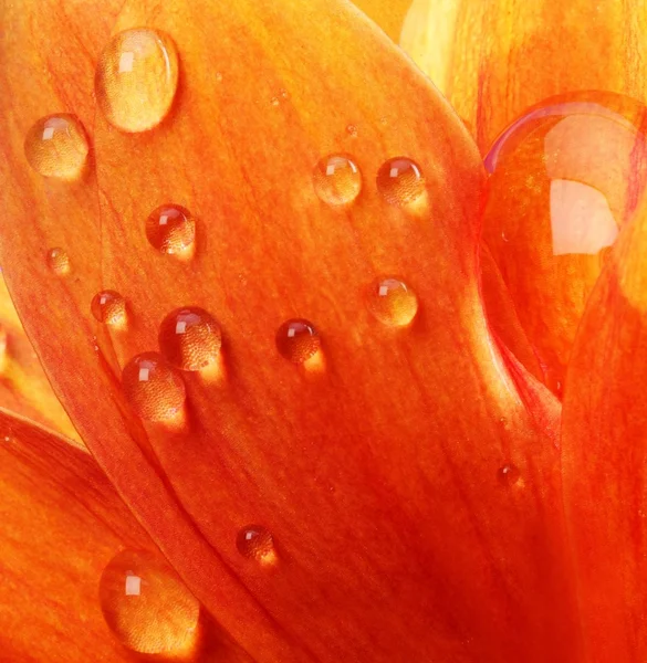 Oranje bloemblaadjes met waterdruppels erop — Stockfoto