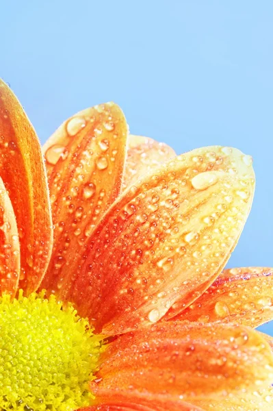 Nahaufnahme einer orangen Blume — Stockfoto