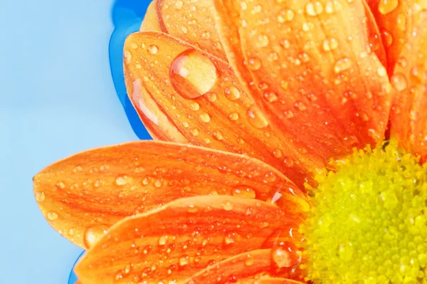 Közeli kép: egy narancs virág — Stock Fotó