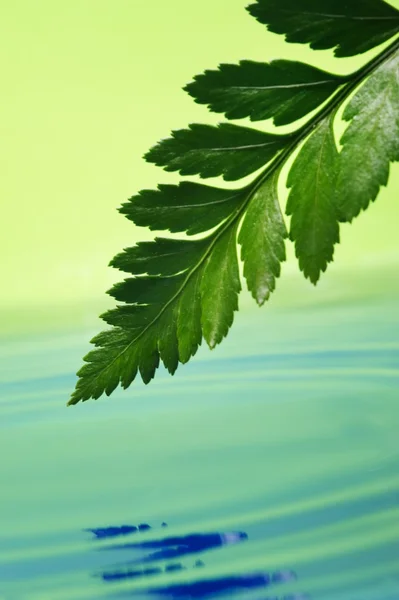Färska gröna blad återspeglas i återgivna vatten — Stockfoto