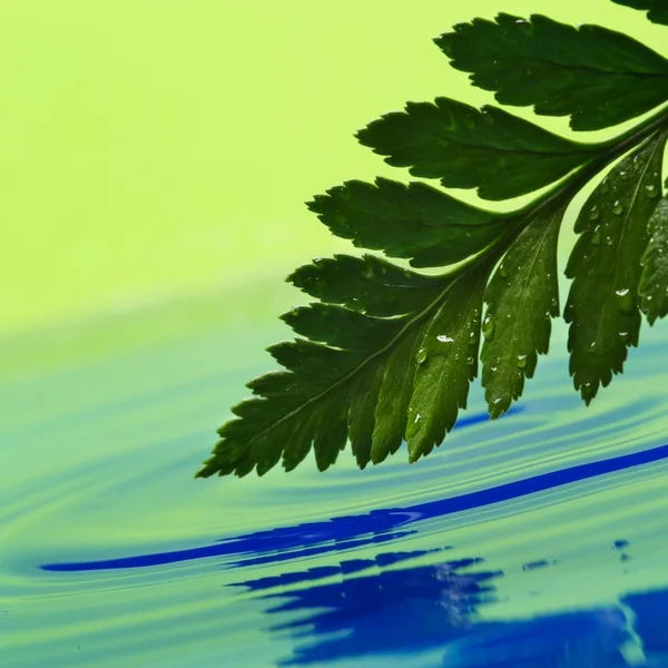 Świeży zielony liść odbicie w wodzie świadczonych — Zdjęcie stockowe