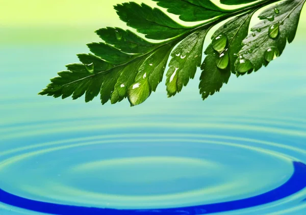 Friss zöld levél tükröződik a kiolvasztott víz — Stock Fotó