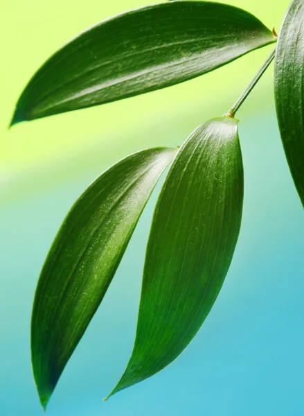 Verse groene bladeren over abstracte achtergrond — Stockfoto