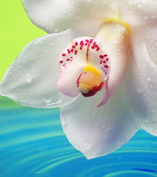 Schöne Orchideenblume, die sich im gerenderten Wasser spiegelt — Stockfoto