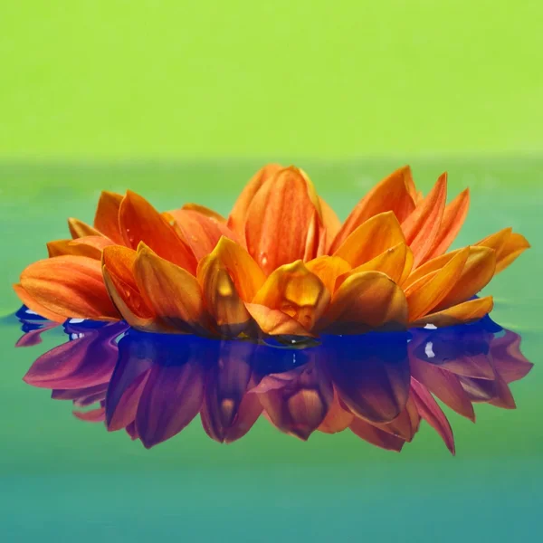 Närbild av en orange blomma återspeglas i återgivna vatten — Stockfoto