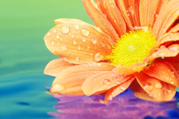 Nahaufnahme einer orangefarbenen Blume, die sich im gereinigten Wasser spiegelt — Stockfoto