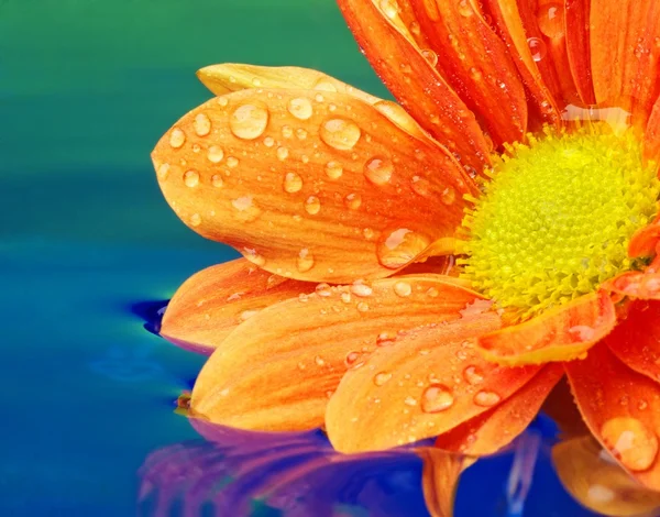 Primer plano de una flor anaranjada reflejada en agua prestada —  Fotos de Stock