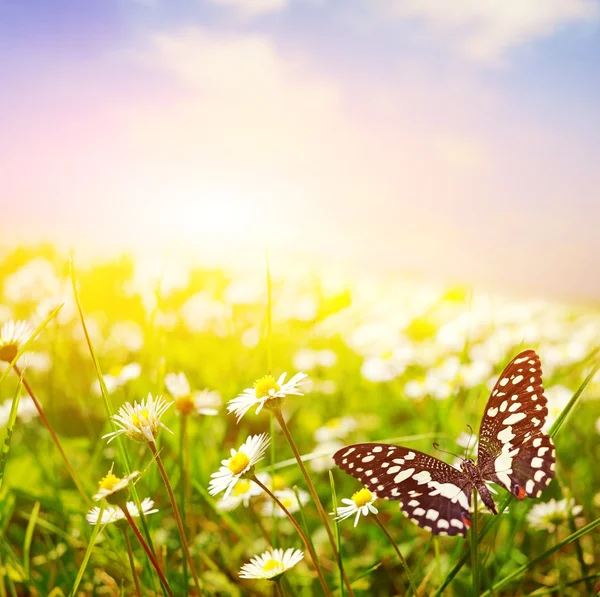 Schmetterling auf einem Gänseblümchenfeld — Stockfoto