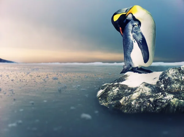 Bild av en pingvin — Stockfoto