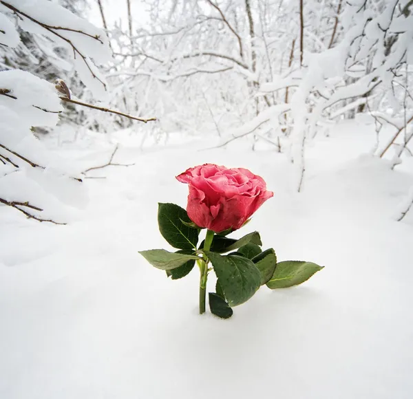 Piękna róża na śniegu — Zdjęcie stockowe