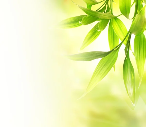 Grön bambu lämnar över abstrakta suddig bakgrund — Stockfoto