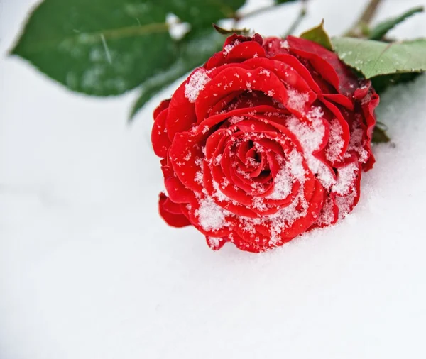 Belle rose dans la neige — Photo