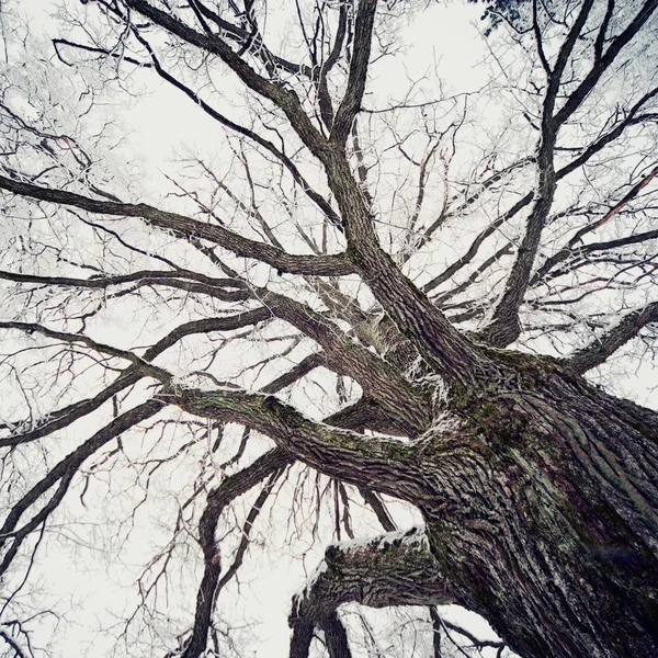 Παλιό δέντρο — Φωτογραφία Αρχείου