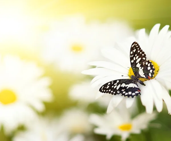 Marienkäfer sitzt auf einer Blume — Stockfoto