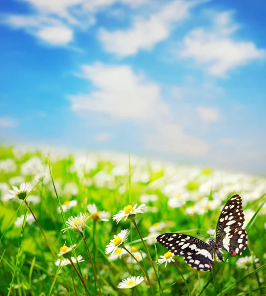 Farfalla su un campo margherita — Foto Stock