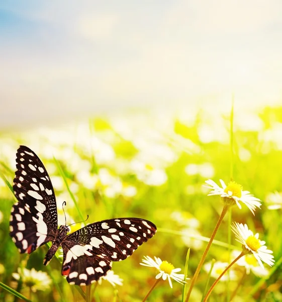 ヒナギク野を蝶します。 — ストック写真
