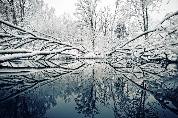 Piękny zimowy dzień — Zdjęcie stockowe