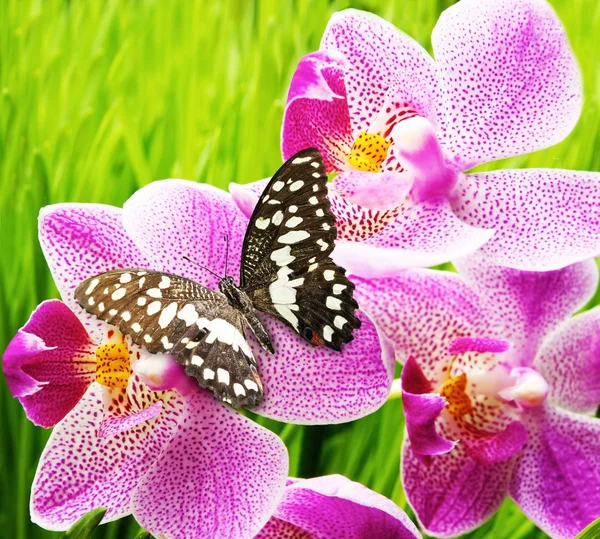 Bela borboleta sentada em uma flor de orquídea — Fotografia de Stock