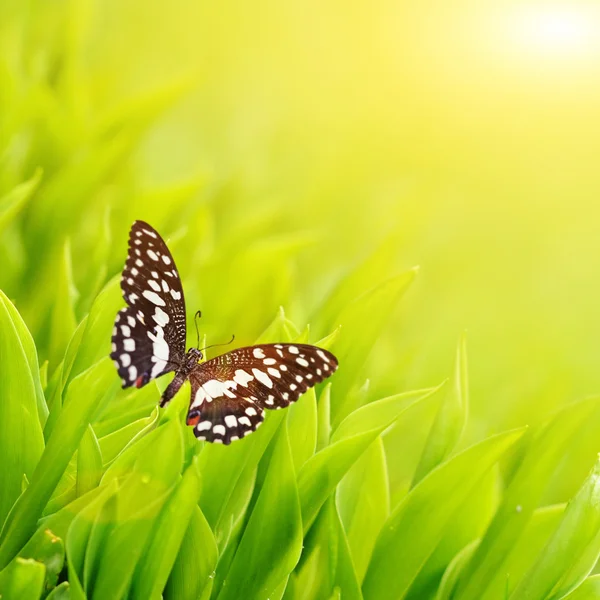 Fjäril sitter på ett färskt grönt gräs — Stockfoto