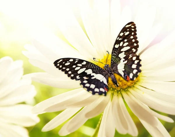 Бабочка сидит на цветке ромашки — стоковое фото