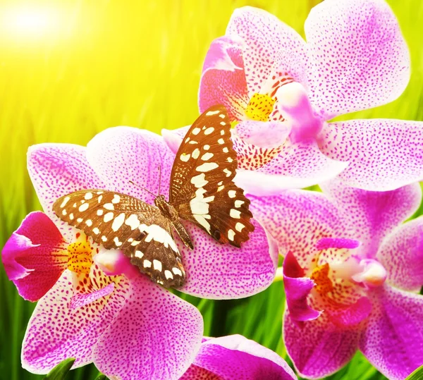 Piękny motyl siedzi na orchidea kwiat — Zdjęcie stockowe
