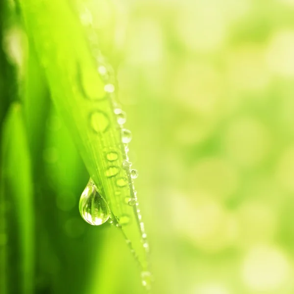 Close-up tiro de grama verde com gotas de chuva sobre ele — Fotografia de Stock