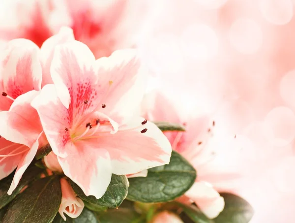Gyönyörű friss virág, fehér háttérhez képest — Stock Fotó