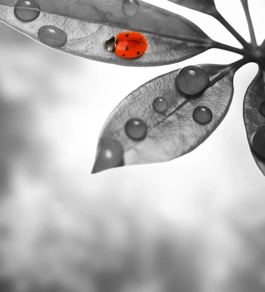 Ladybug stând pe o frunză verde . — Fotografie, imagine de stoc