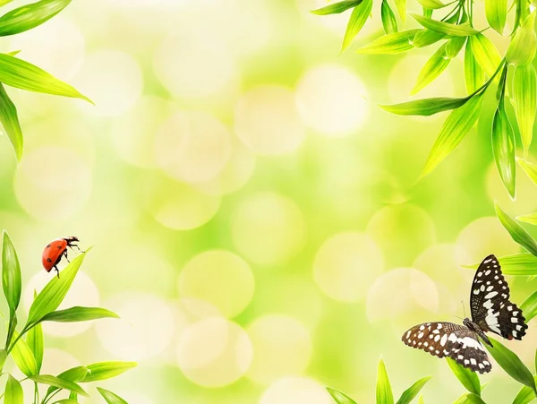Ladybugs που κάθεται στα φύλλα μπαμπού — Φωτογραφία Αρχείου