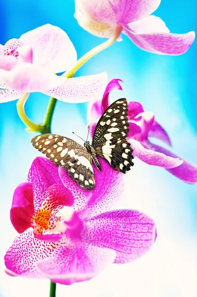 Beau papillon assis sur une fleur d'orchidée — Photo
