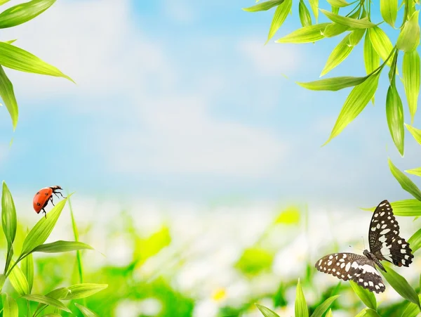 Lieveheersbeestje zittend op bamboe bladeren — Stockfoto