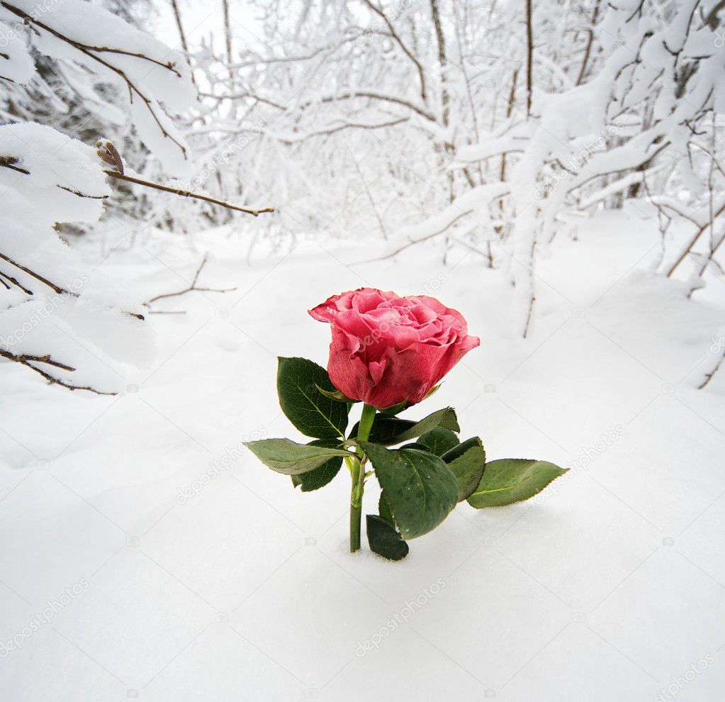 Beautiful rose in the snow — Stock Photo © nejron 12353004