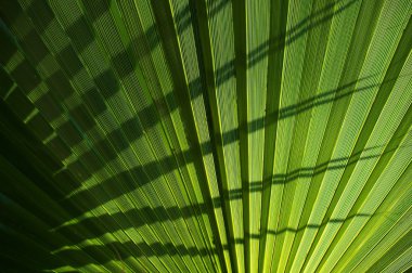 Palm leaf background clipart