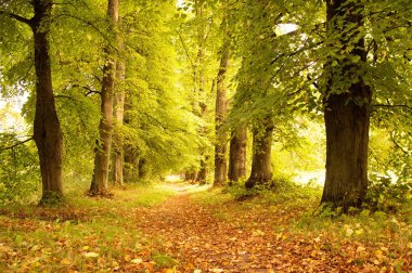 Alley in a autumn forest clipart