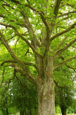 Old tree in a park clipart