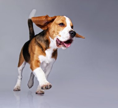 Beagle puppy isolated on grey background clipart